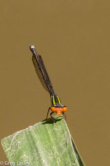 Pseudagrion malgassicum