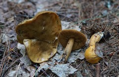 Suillus punctipes