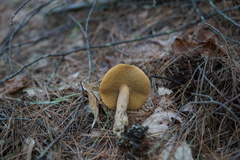 Suillus punctipes