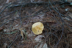 Suillus punctipes