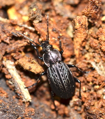 Carabus maeander