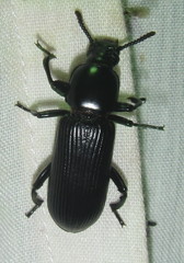 Lagriinae