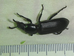 Lagriinae