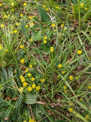 Trifolium dubium