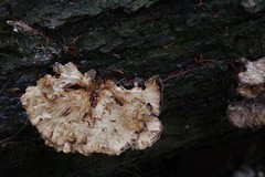 Laetiporus huroniensis