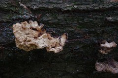 Laetiporus huroniensis