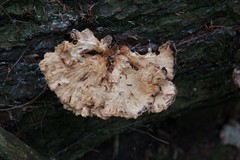 Laetiporus huroniensis