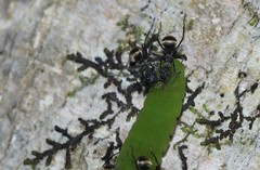 Polyrhachis illaudata