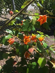 ×chiranthofremontia lenzii