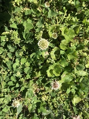 Trifolium repens