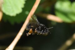 Anthophora