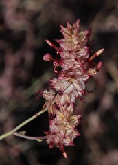 Dyerophytum africanum