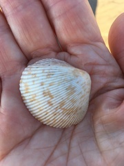 Dallocardia quadragenaria