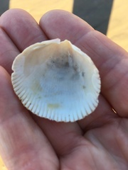 Dallocardia quadragenaria