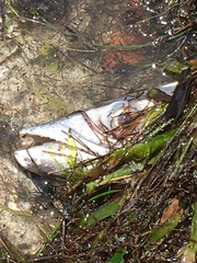 Scomberomorus maculatus