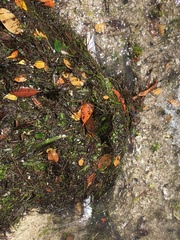 Scomberomorus maculatus