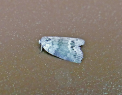 Polygrammate cadburyi