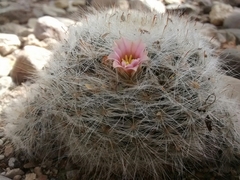 Mammillaria glassii