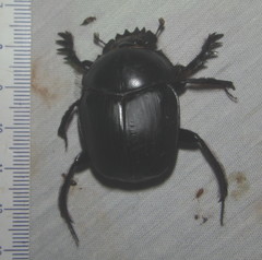 Scarabaeus