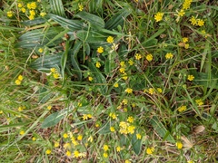 Trifolium dubium