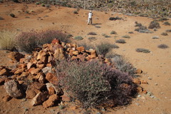 Dyerophytum africanum