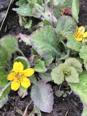 Chrysogonum