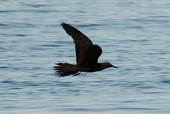 Anous stolidus galapagensis