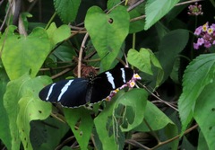 Heliconius antiochus
