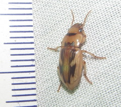 Bradybaenus opulentus