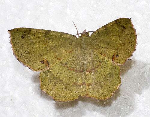 Erastria decrepitaria (Hübner, 1823)