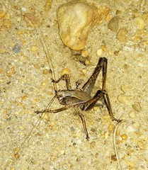 Alfredectes semiaeneus