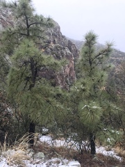 Pinus arizonica