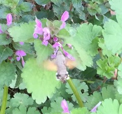 Macroglossum stellatarum