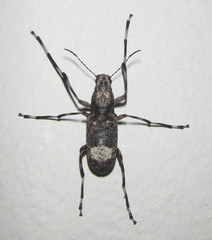 Chirotenon longimanus