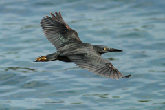 Butorides striata sundevalli