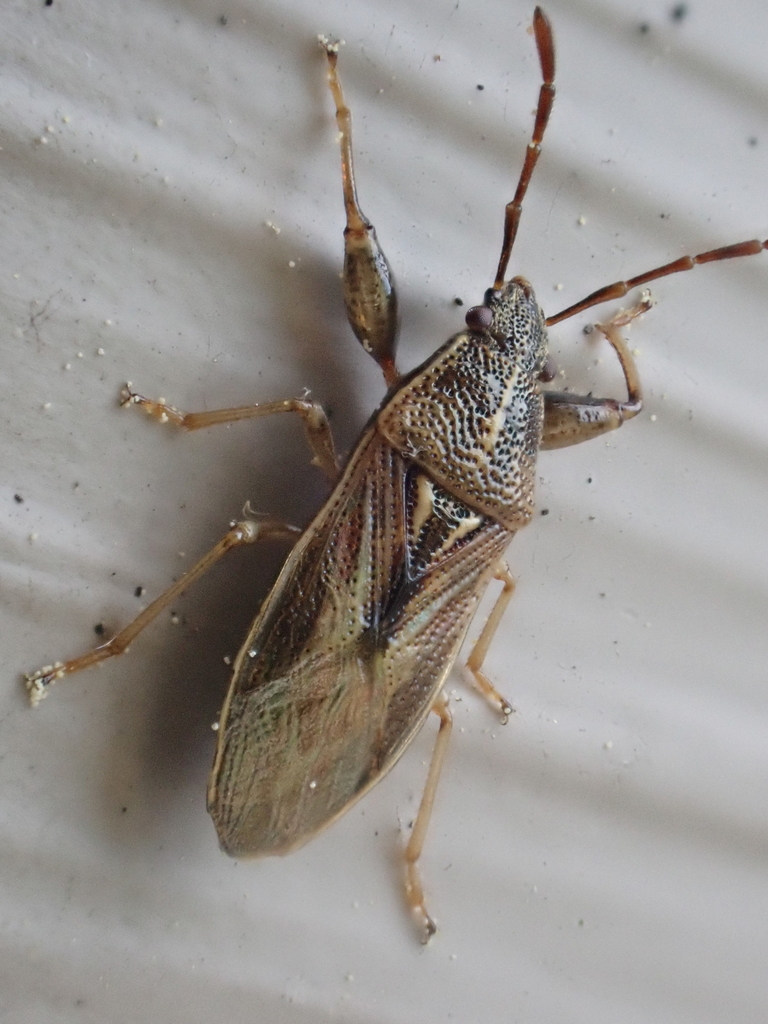 Oedancala dorsalis