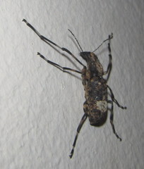 Chirotenon longimanus