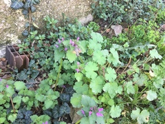 Macroglossum stellatarum