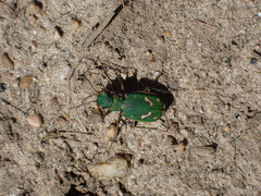 Cicindela ohlone