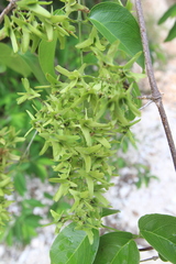 Mascagnia jamaicensis