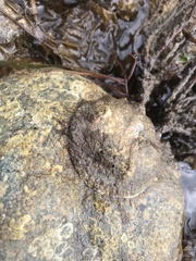 Anomiidae