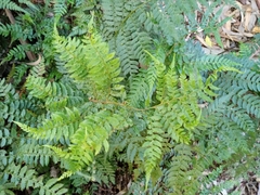 Polystichum pungens