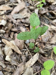 Conoclinium coelestinum