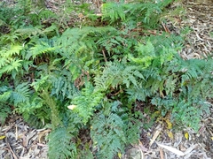 Polystichum pungens