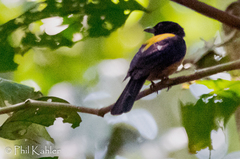 Lanio fulvus
