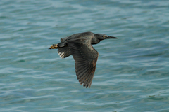 Butorides striata sundevalli