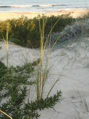 Panicum racemosum