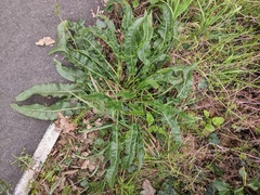 Rumex crispus