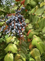 Berberis bealei