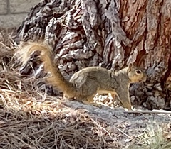 Sciurus niger